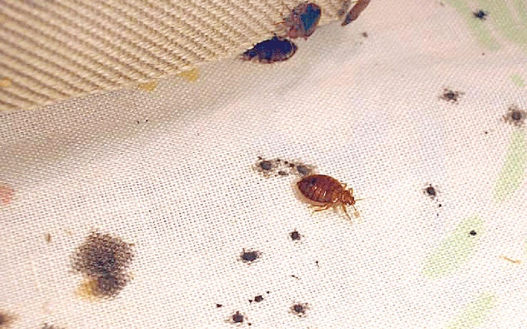 最近！臭虫大爆发！注意！注意！注意！