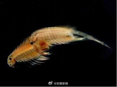 沙漠里能活的虾？盐水丰年虾可在沙漠边缘存活