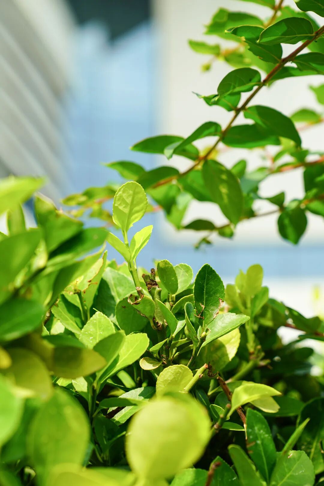 镜头下的北京科学中心丨小叶黄杨