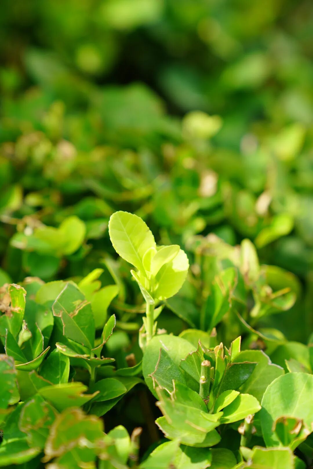 镜头下的北京科学中心丨小叶黄杨