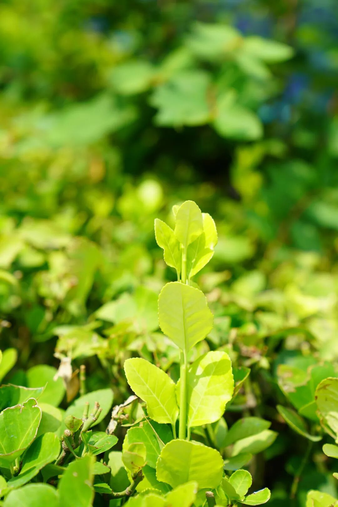 镜头下的北京科学中心丨小叶黄杨