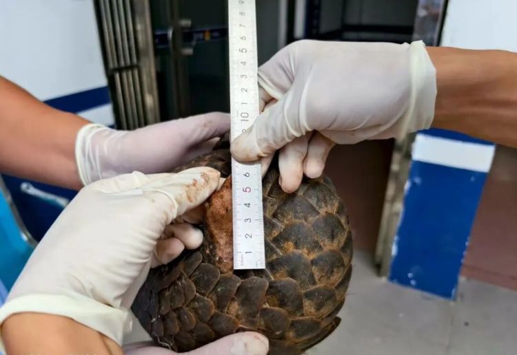 国家一级保护动物出现，警方快速处置！