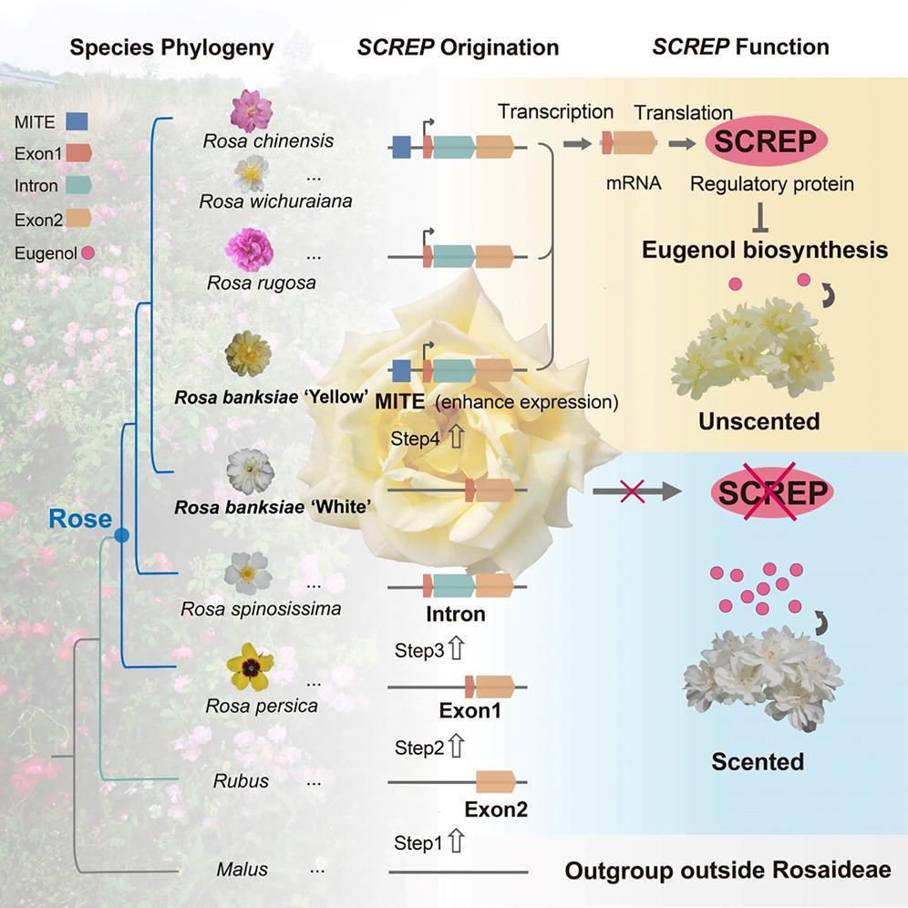 新发现+1 我国科学家揭示植物基因起源新机制 新发现+1 我国科学家揭示植物基因起源新机制