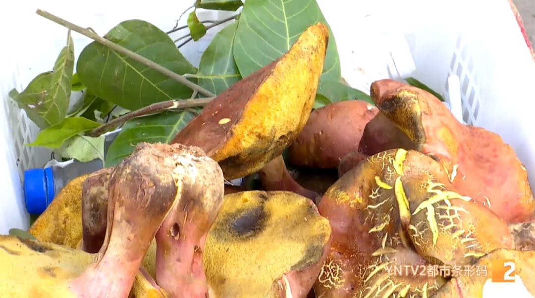 云南毒菌名单公布！见手青被“除名”！新增→