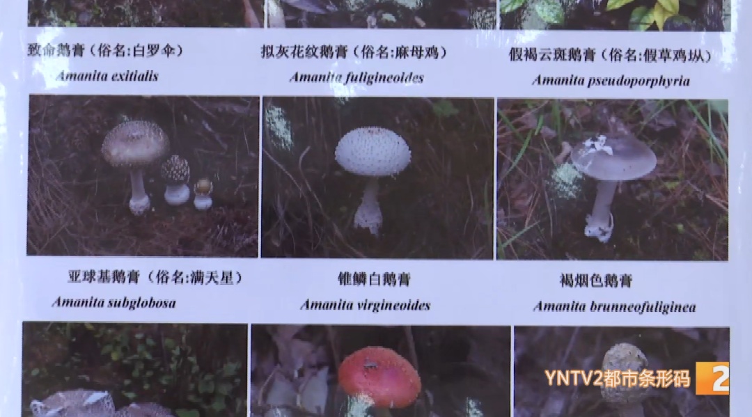 云南毒菌名单公布！见手青被“除名”！新增→