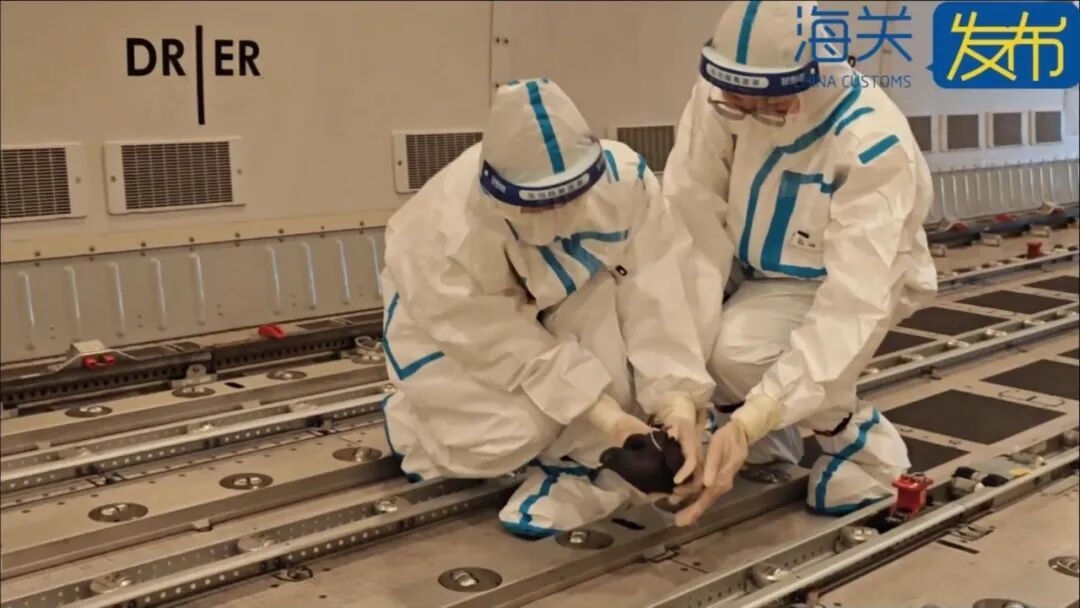 货舱内惊现“不速之客”！一只欧洲鸽子“偷渡”入境，被厦门机场海关截获！