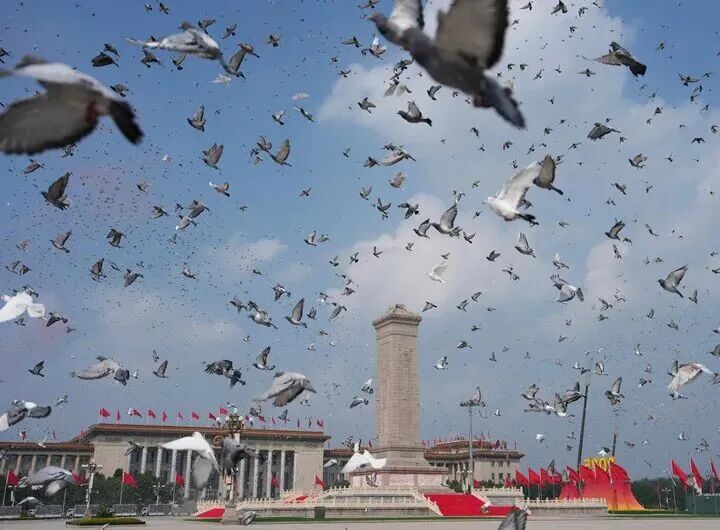 放飞的“和平鸽”是什么鸽？它们是怎么“各回各家”的？