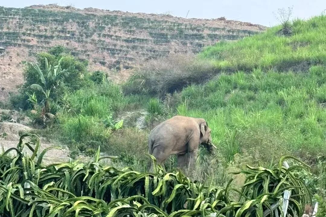 野象“打卡”跨境铁路?背后原因暖到了! 野象“打卡”跨境铁路?背后原因暖到了!