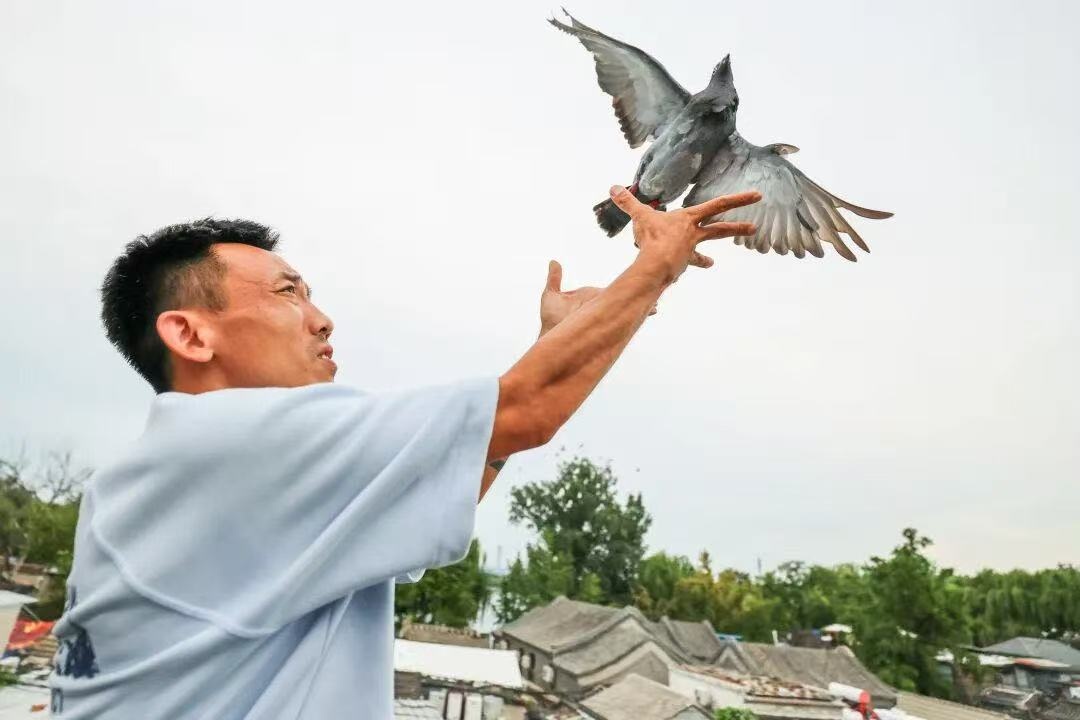 放飞的“和平鸽”是什么鸽？它们是怎么“各回各家”的？