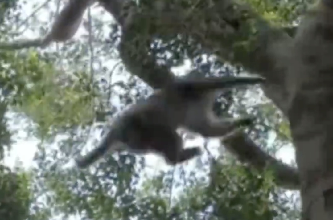 猴哥出没，上蹿下跳还“接受投喂”！东莞一地回应