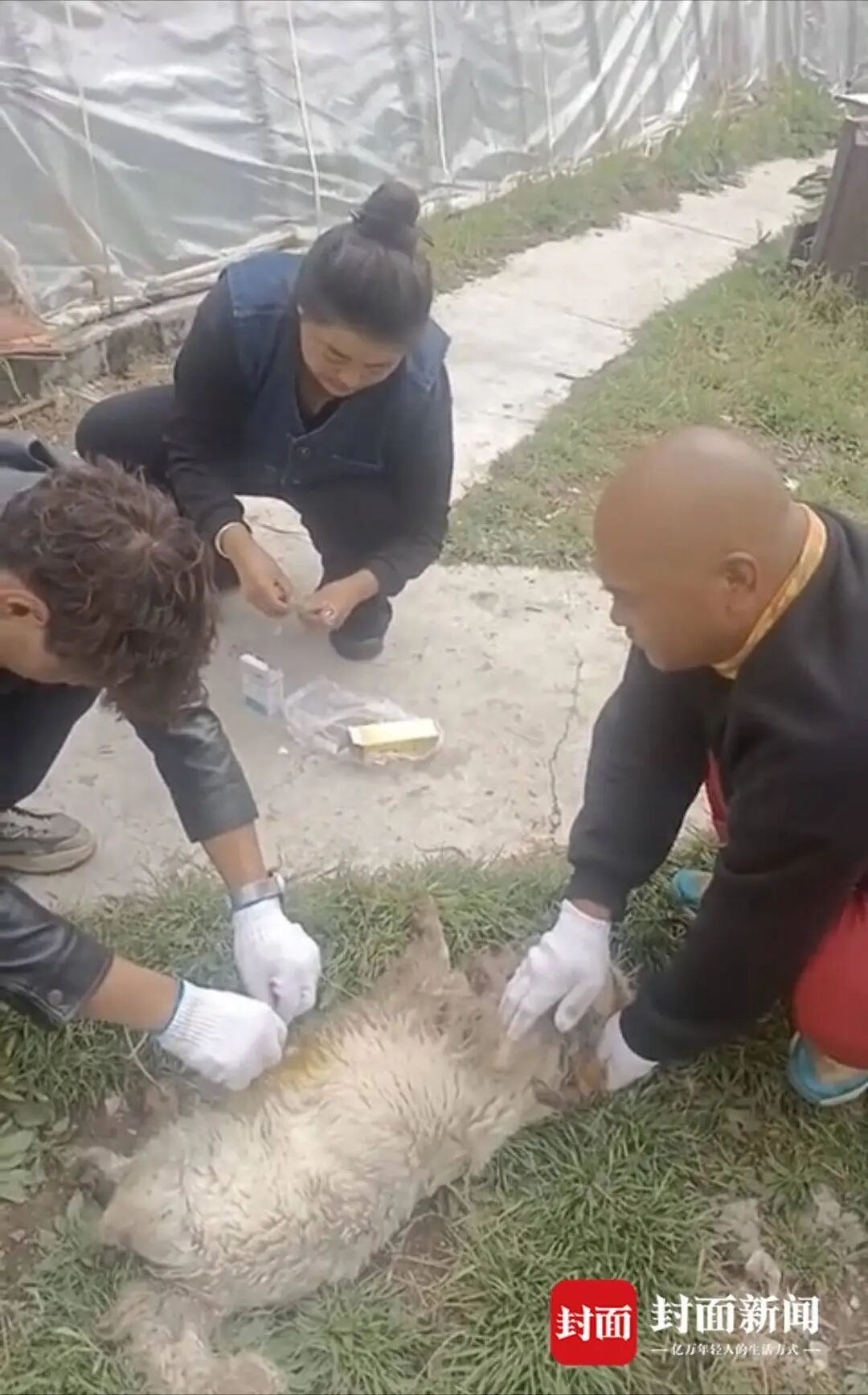 两棕熊夜闯小院叼走流浪狗 ，屋内人30秒帮它“熊口脱险”