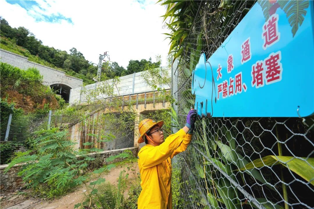 野象“打卡”跨境铁路?背后原因暖到了! 野象“打卡”跨境铁路?背后原因暖到了!