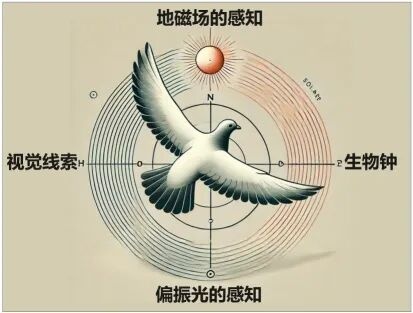 放飞的“和平鸽”是什么鸽？它们是怎么“各回各家”的？