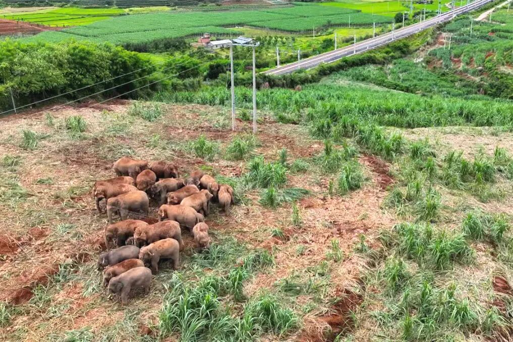 野象“打卡”跨境铁路?背后原因暖到了! 野象“打卡”跨境铁路?背后原因暖到了!