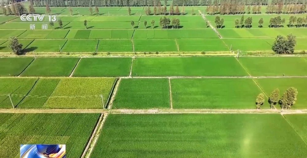 11.46亿资金助力 13省份实施“一喷多促”保秋粮丰收