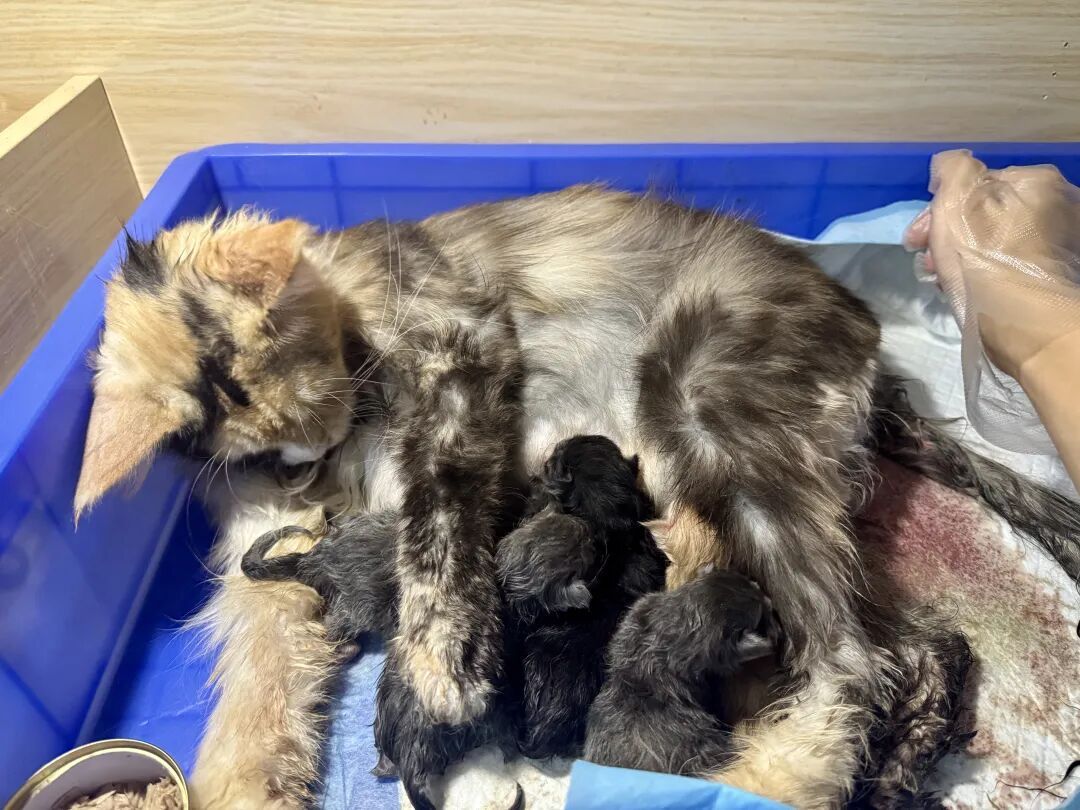 猫也会产后抑郁，这群人开始伺候猫狗“坐月子”