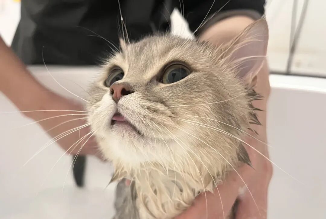 猫也会产后抑郁，这群人开始伺候猫狗“坐月子”