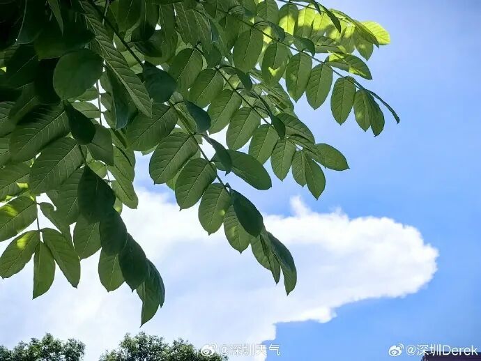 新台风“塔巴”要来？深圳周末将迎“降温雨”