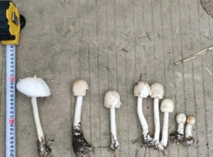 有毒！阜阳接头出现！不要吃！不要捡！安徽疾控发布