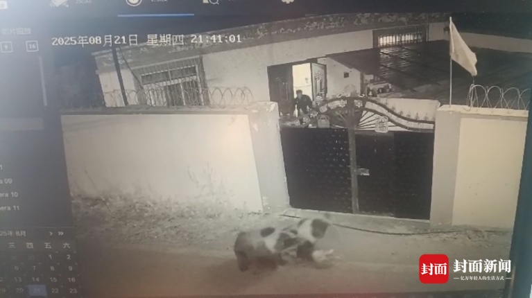 两棕熊夜闯小院叼走流浪狗 ，屋内人30秒帮它“熊口脱险”