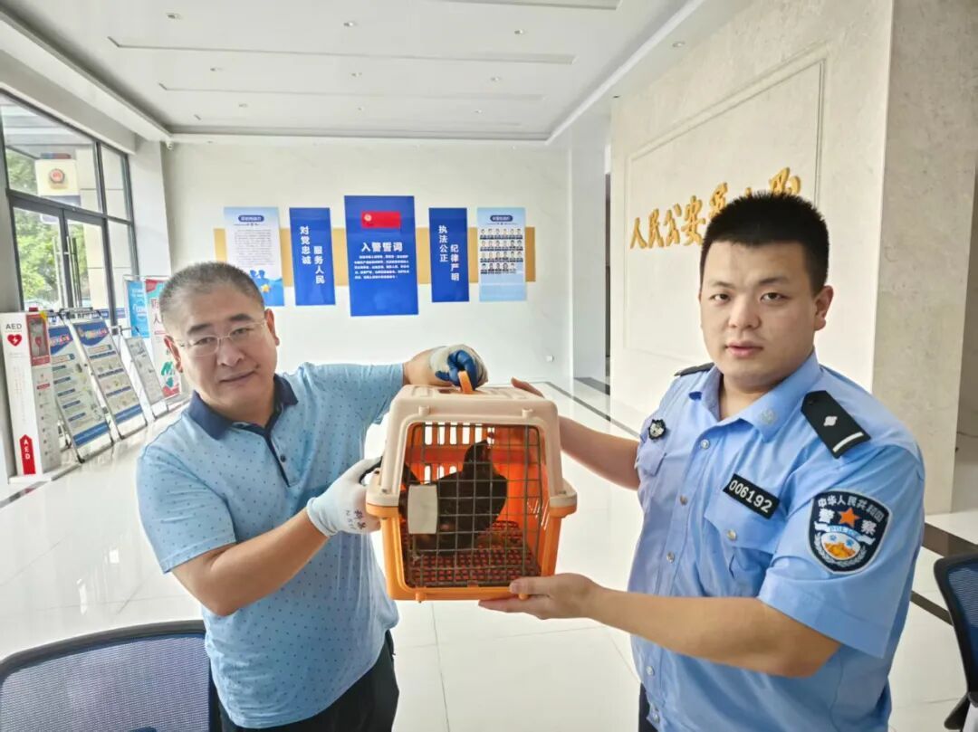 “小老鹰”中暑迫降校园，保安师傅帮它“报警”了