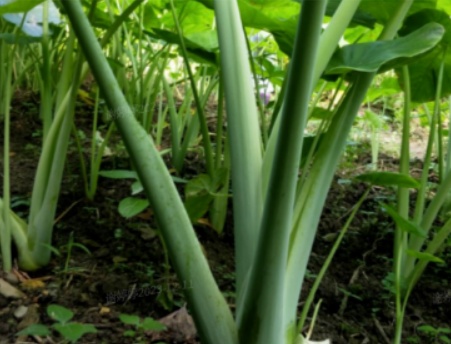 女子吃一口就中毒,紧急就医!这个菜很多人认不清→ 女子吃一口就中毒,紧急就医!这个菜很多人认不清→
