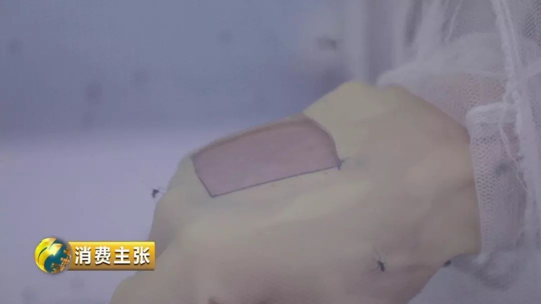 惊！200只蚊子VS真人实测，孩子戴的驱蚊手环根本不管用？