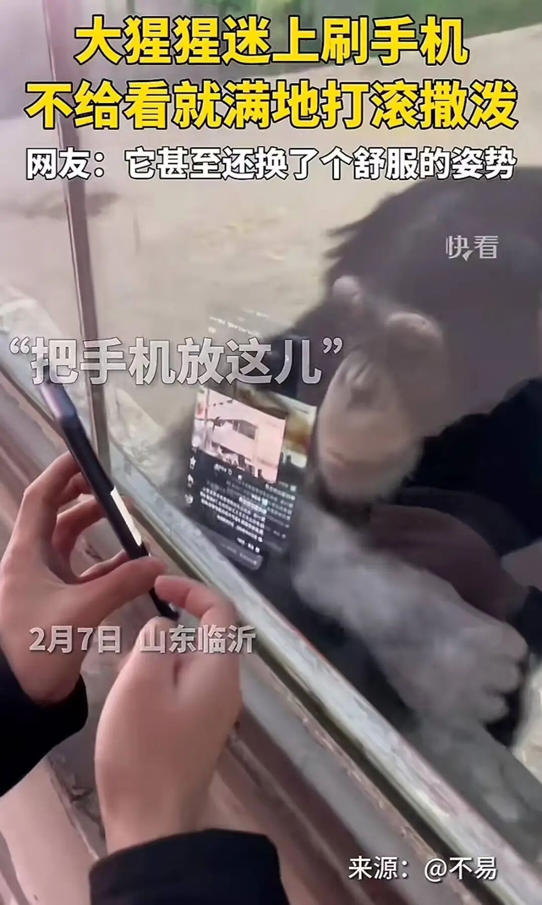 请不要给网红猩猩看手机！上海野生动物园提示：会伤害视力！“它也没法戴眼镜”……