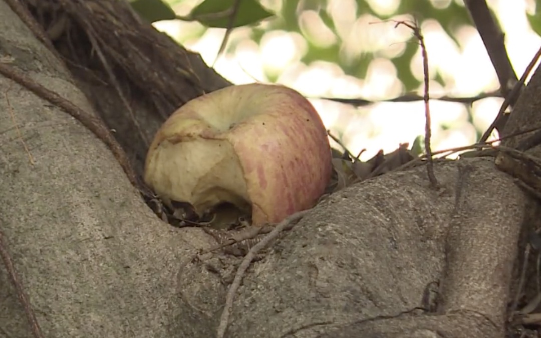 猴哥出没，上蹿下跳还“接受投喂”！东莞一地回应