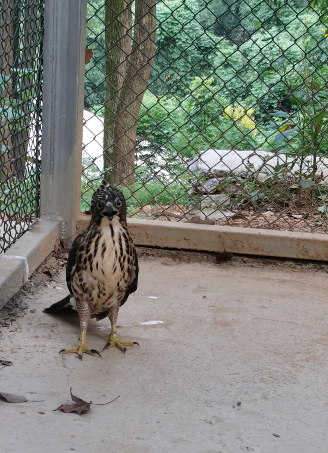 “小老鹰”中暑迫降校园，保安师傅帮它“报警”了