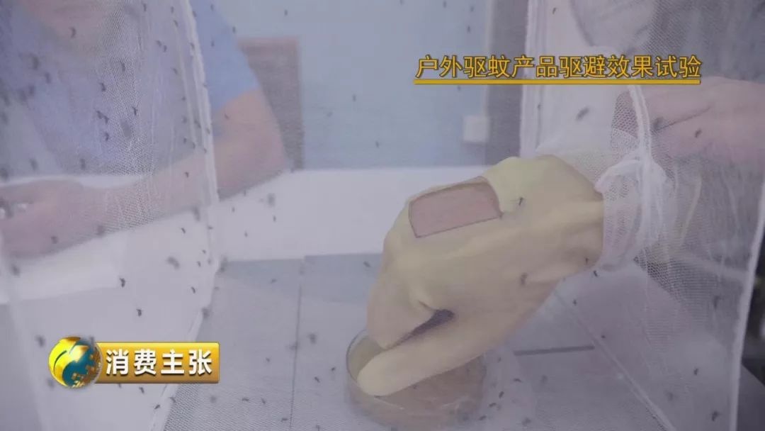惊！200只蚊子VS真人实测，孩子戴的驱蚊手环根本不管用？