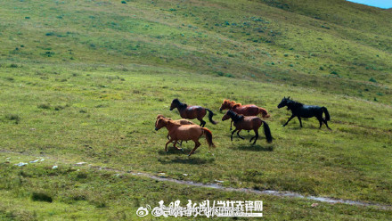 贵州阿西里西大草原今年已接待游客45万余人次 贵州阿西里西大草原今年已接待游客45万余人次