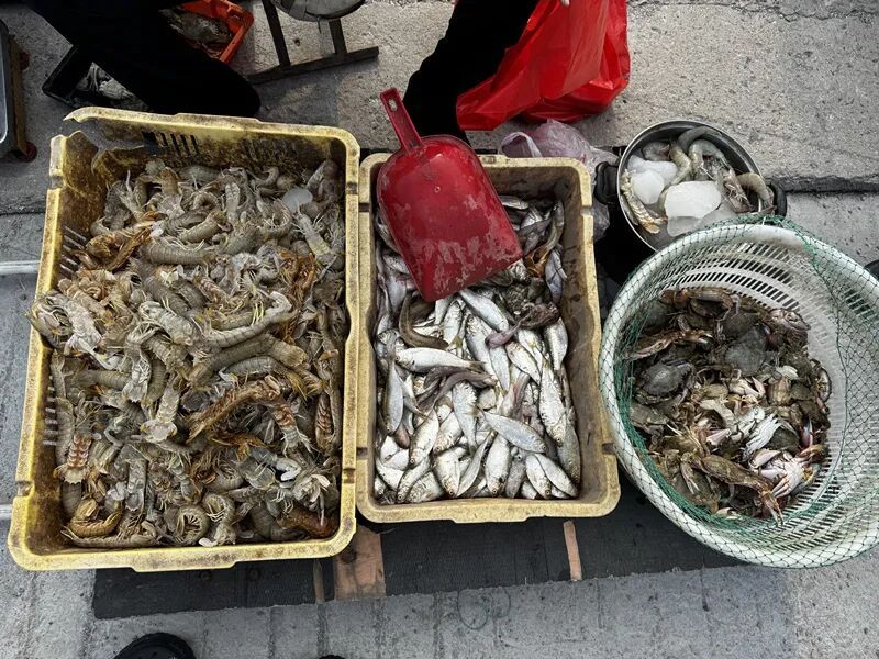 开海啦!15元一斤! 开海啦!15元一斤!