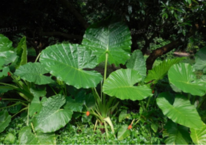 女子吃一口就中毒,紧急就医!这个菜很多人认不清→ 女子吃一口就中毒,紧急就医!这个菜很多人认不清→