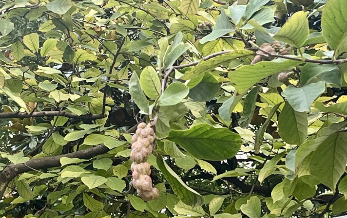 不要吃、不要捡！这种果子近期在街头出现