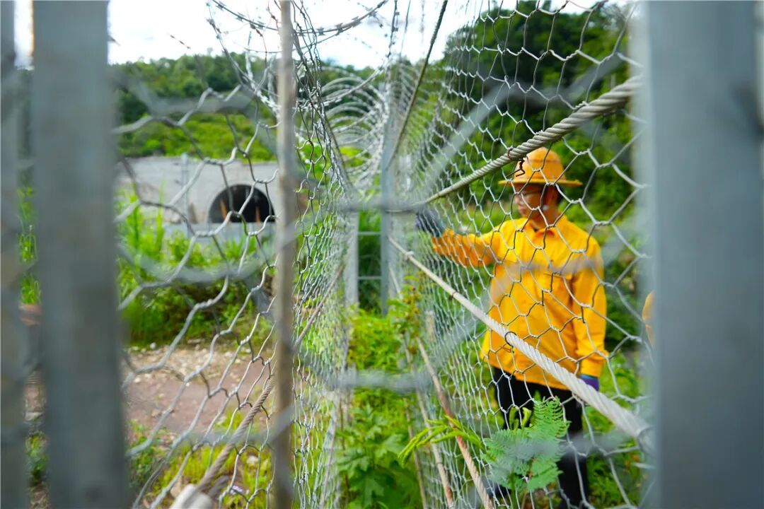 野象“打卡”跨境铁路?背后原因暖到了! 野象“打卡”跨境铁路?背后原因暖到了!