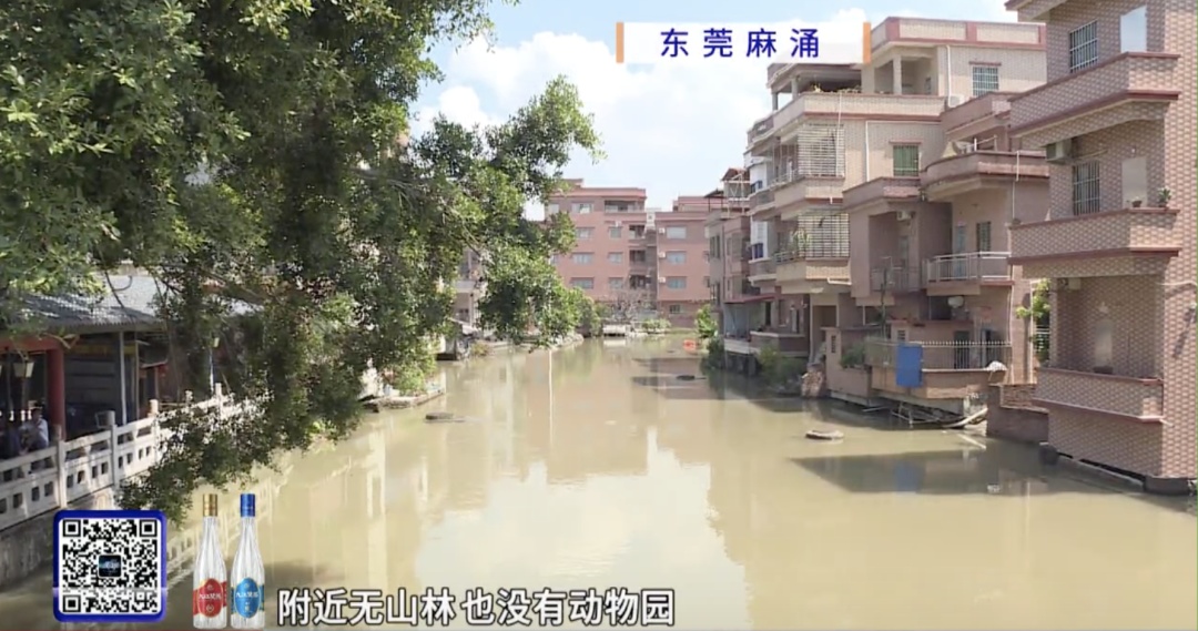 猴哥出没，上蹿下跳还“接受投喂”！东莞一地回应