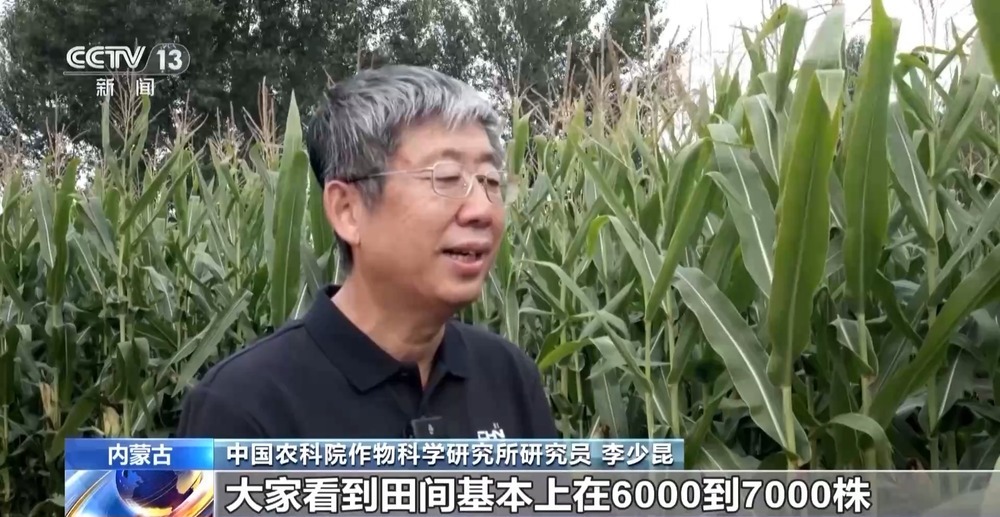 11.46亿资金助力 13省份实施“一喷多促”保秋粮丰收