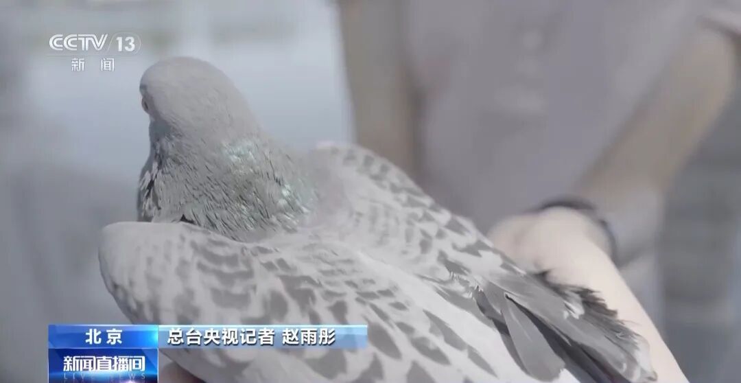 九三阅兵，这支庞大又特殊的队伍“压轴”出场