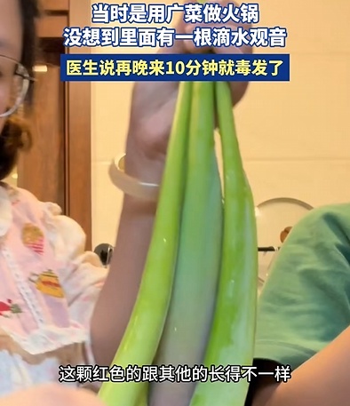 女子吃一口就中毒,紧急就医!这个菜很多人认不清→ 女子吃一口就中毒,紧急就医!这个菜很多人认不清→