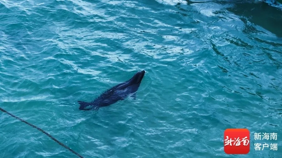 “阿侬”是什么海豹？究竟什么来头？又有新说法→