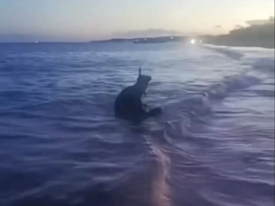 海南文昌一男子拖拽海豹“阿侬”上岸，被警告教育！警方紧急提醒