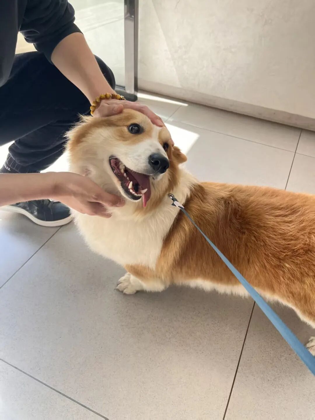 猫也会产后抑郁，这群人开始伺候猫狗“坐月子”