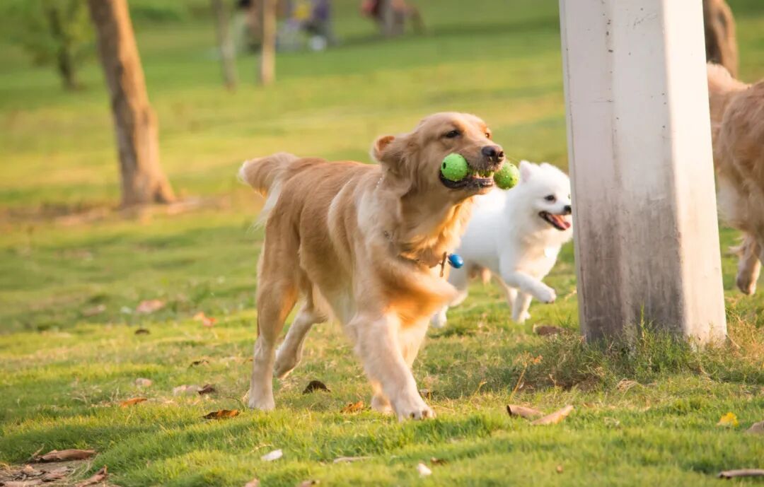 狗狗真的有“预知”超能力？其实是……