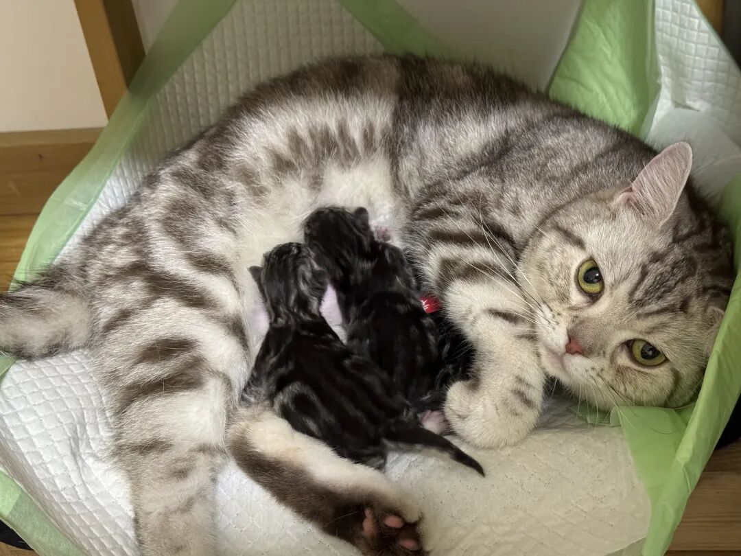 猫也会产后抑郁，这群人开始伺候猫狗“坐月子”