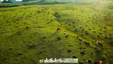 贵州阿西里西大草原今年已接待游客45万余人次 贵州阿西里西大草原今年已接待游客45万余人次