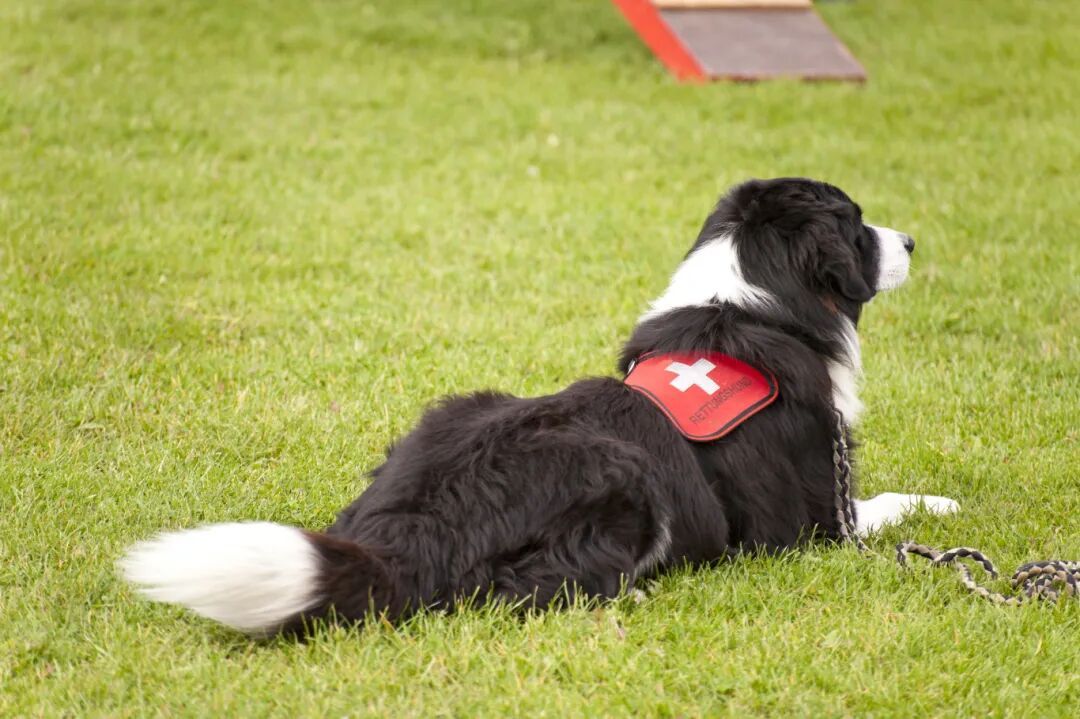 狗狗真的有“预知”超能力？其实是……