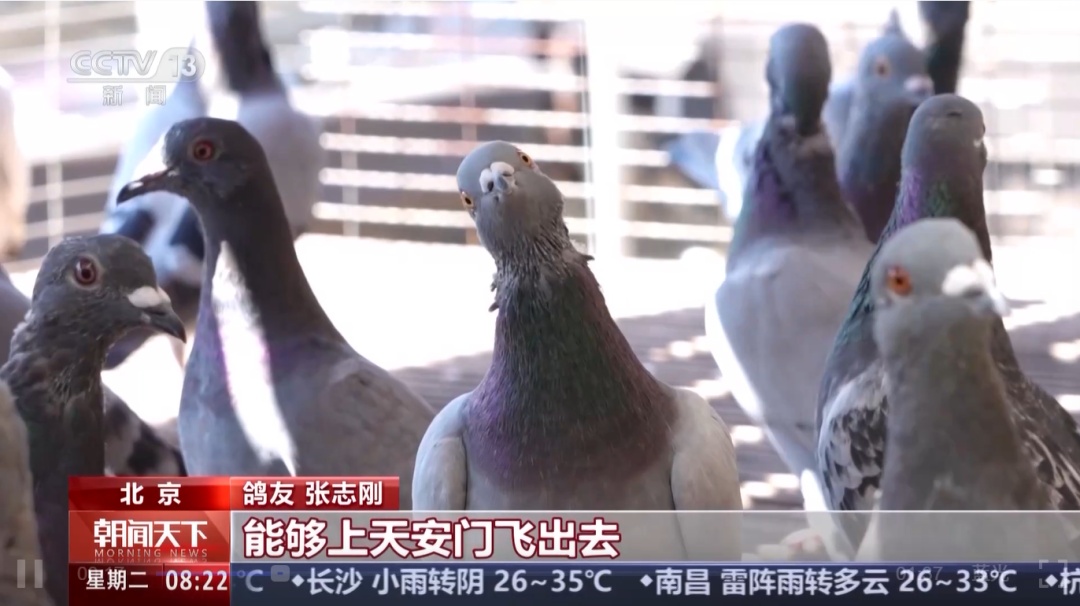 九三阅兵，这支庞大又特殊的队伍“压轴”出场