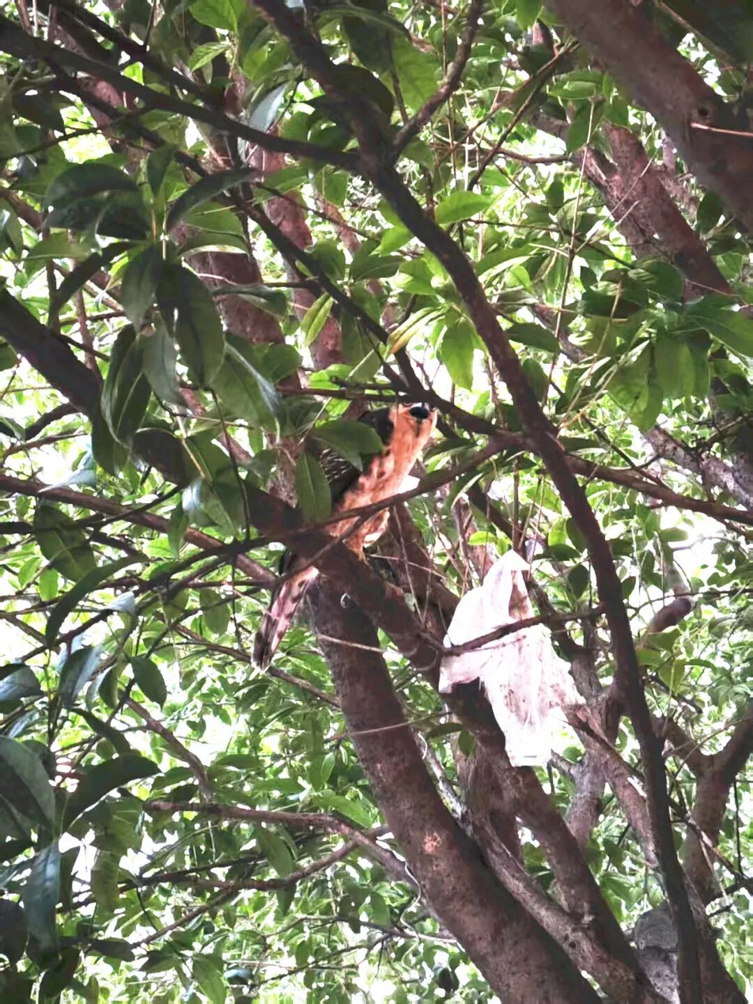 “小老鹰”中暑迫降校园，保安师傅帮它“报警”了