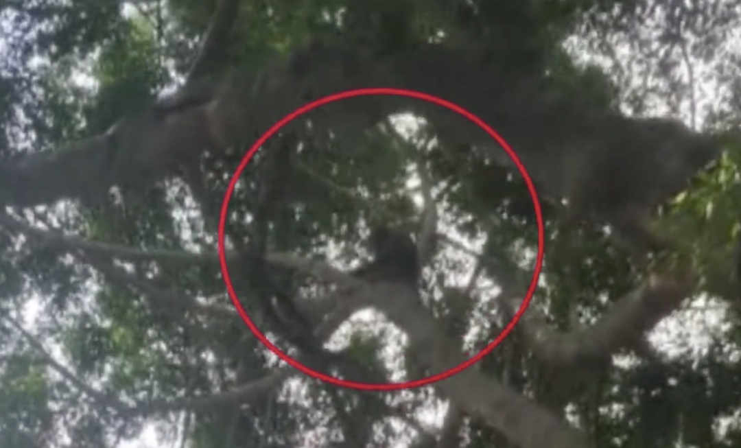 猴哥出没，上蹿下跳还“接受投喂”！东莞一地回应